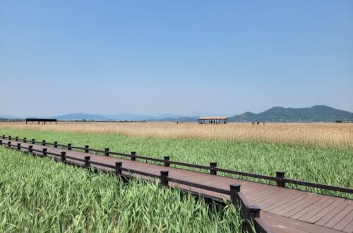 순천만습지 갈대 탐방로