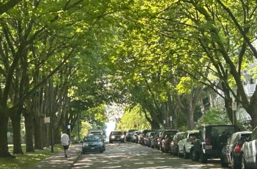 키릴라노 지역의 여름날의 나무 터널