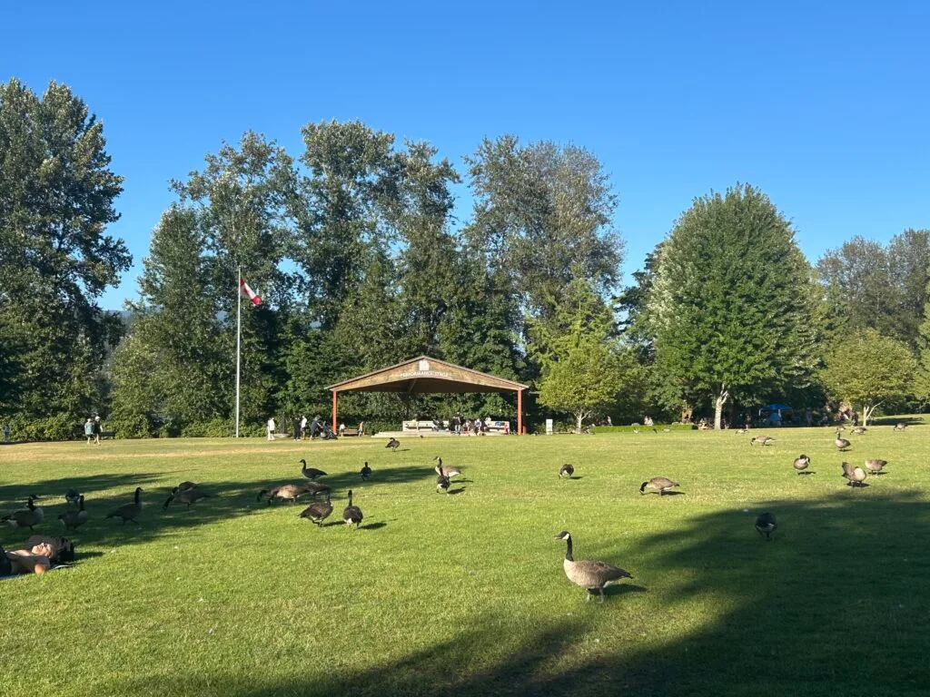 캐나디안 구스가 장악한 록키 포인트 파크의 잔디밭