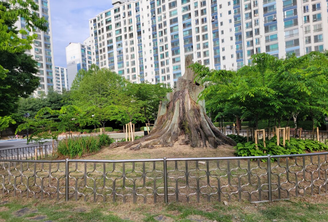 수원 영통의 벼락맞아 밑동만 남은 은행나무