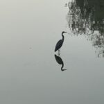 핏 리버(Pitt River)의 새