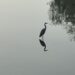 핏 리버(Pitt River)의 새