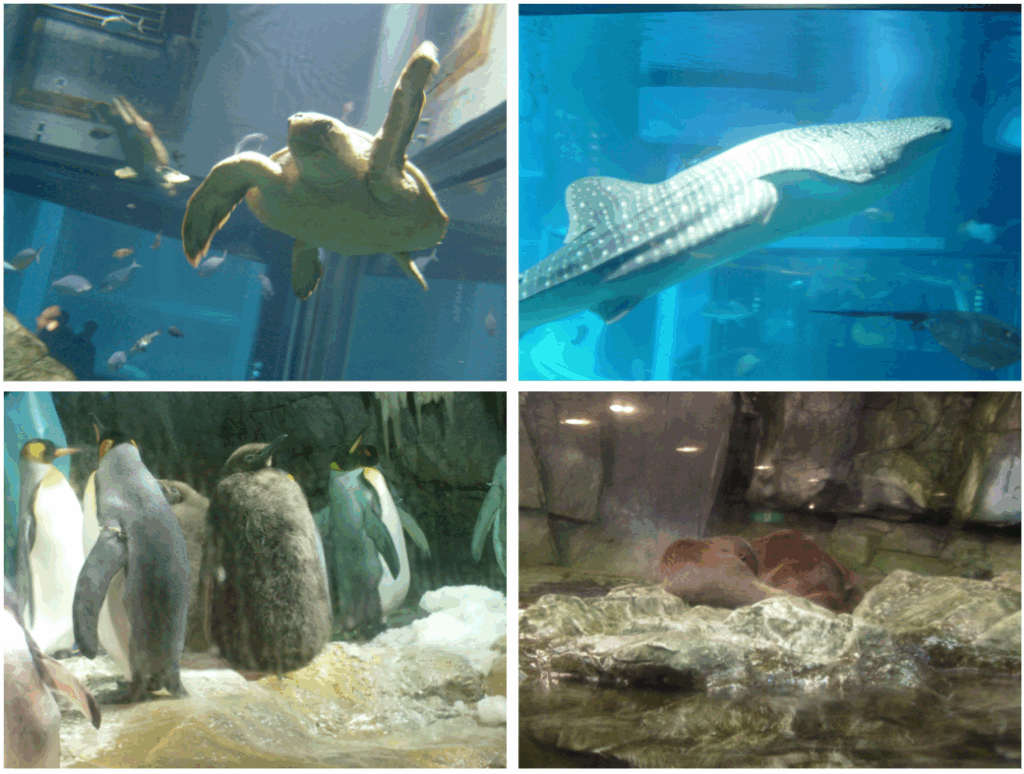 오사카 카이유칸의 동물들