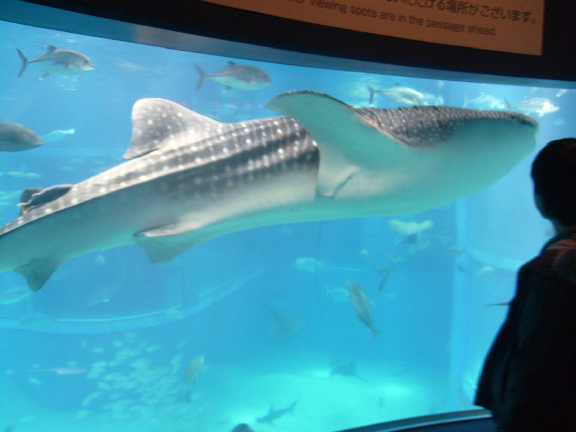 오사카 수족관 카이유칸의 고래상어
