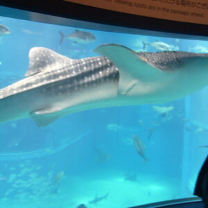 오사카 수족관 카이유칸의 고래상어