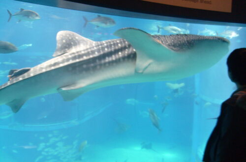 오사카 수족관 카이유칸의 고래상어