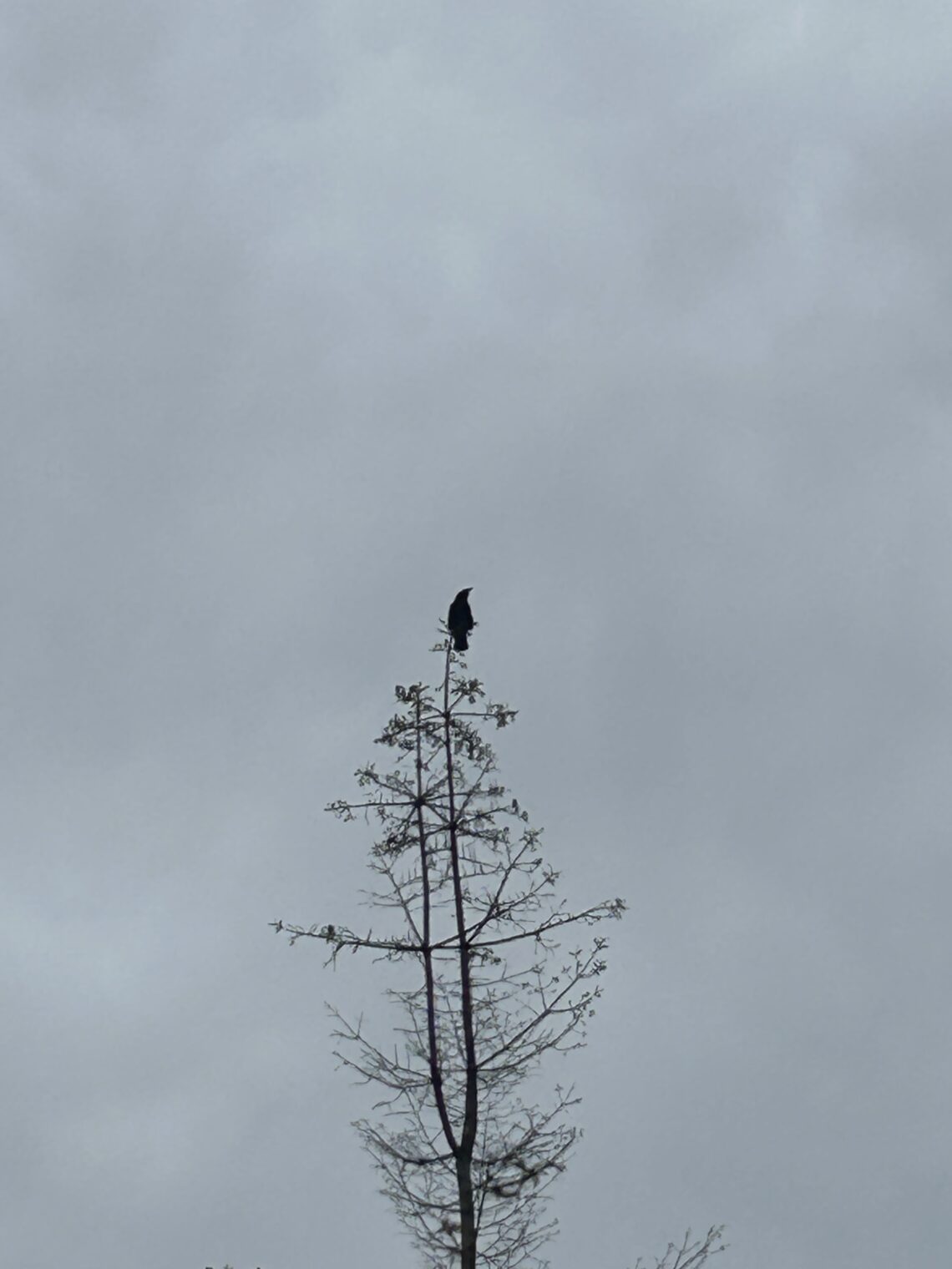 나무 위에 멋진 모습으로 앉아 있는 까마귀