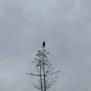 나무 위에 멋진 모습으로 앉아 있는 까마귀