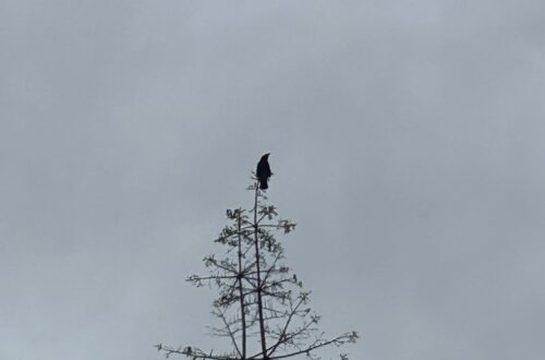 나무 위에 멋진 모습으로 앉아 있는 까마귀