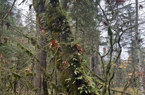 이끼와 착생식물로 이루어진 온대 우림