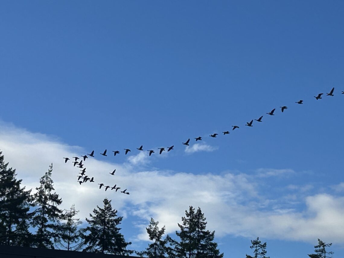 캐나다 구스의 완벽한 V 비행