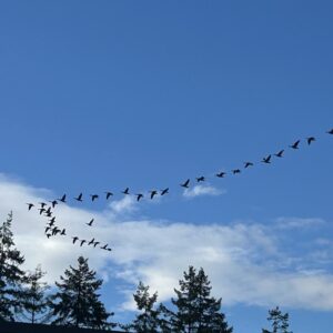 캐나다 구스의 완벽한 V 비행