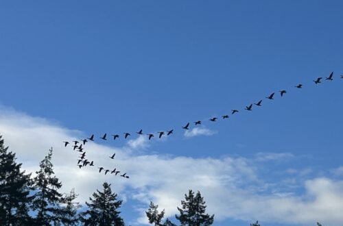 캐나다 구스의 완벽한 V 비행