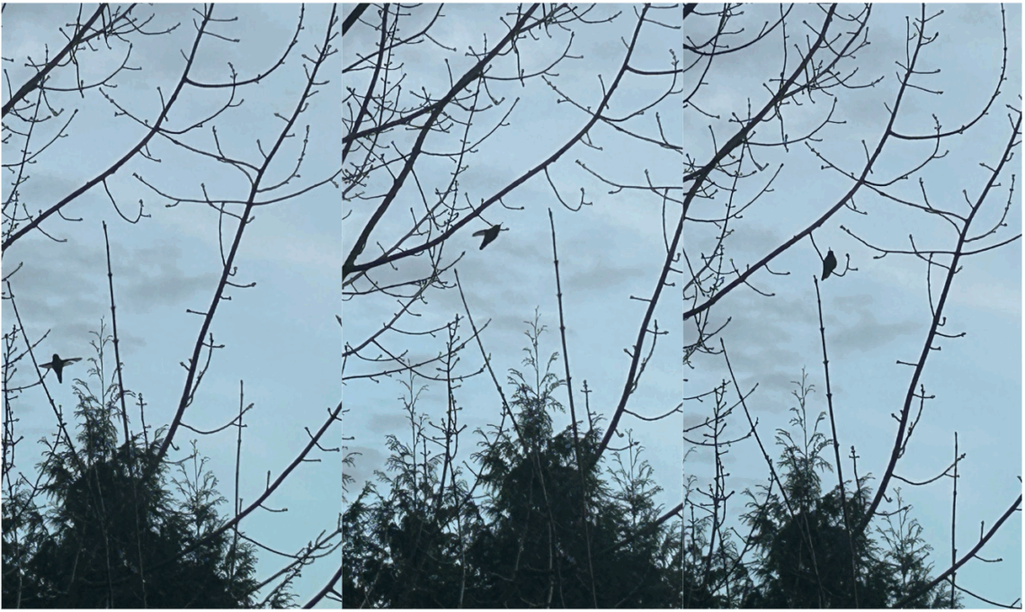 집 앞에 찾아온 벌새(Hummingbird)