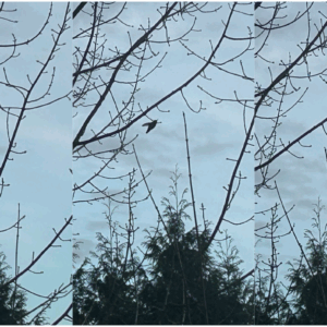 집 앞에 찾아온 벌새(Hummingbird)