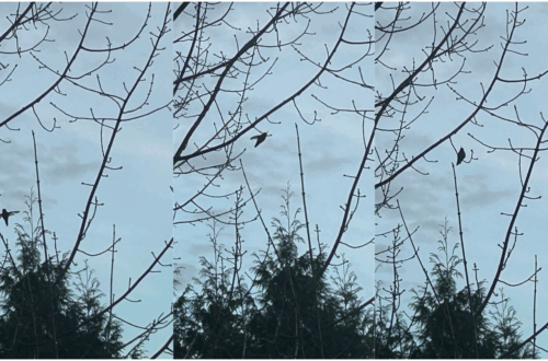 집 앞에 찾아온 벌새(Hummingbird)