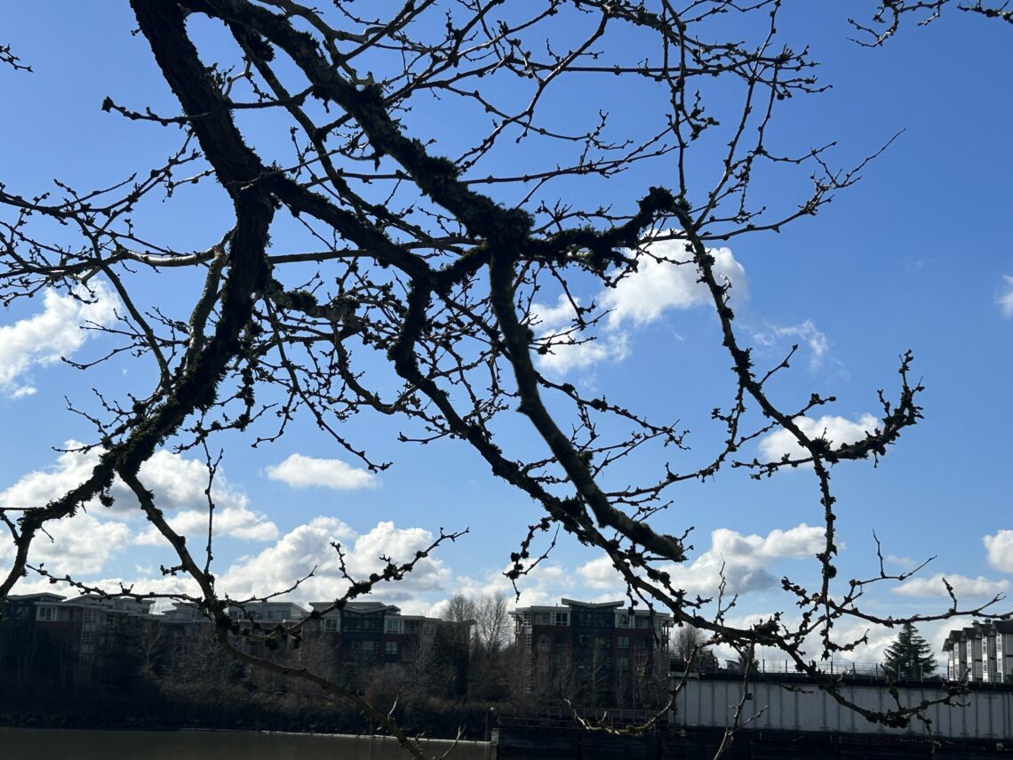 밴쿠버의 봄, 새순이 돋는 그 자리