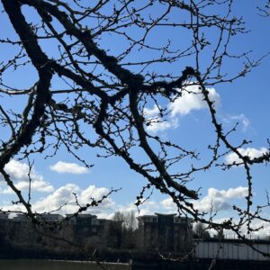 밴쿠버의 봄, 새순이 돋는 그 자리