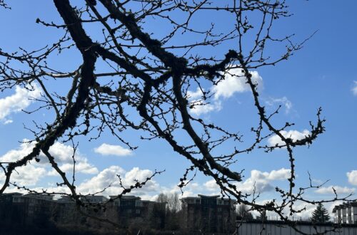 밴쿠버의 봄, 새순이 돋는 그 자리