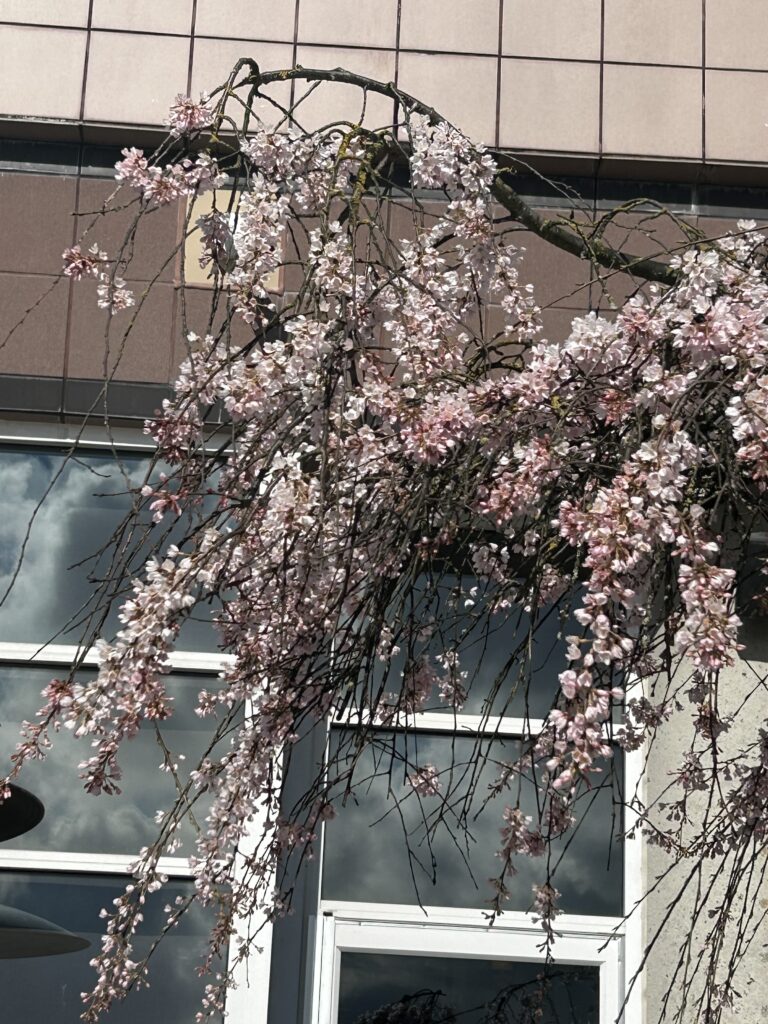 봄 햇살에 핀 꽃, 뉴 웨스트민스터에서