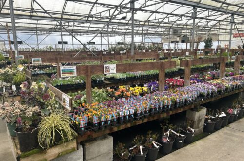 핏 메도우즈의 암스테르담 가든 센터(Garden Centre)