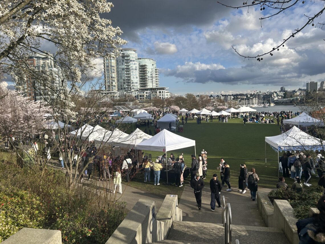 2026 밴쿠버 벚꽃 축제 개막 David Lam Park