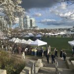 2026 밴쿠버 벚꽃 축제 개막 David Lam Park