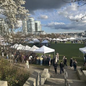 2026 밴쿠버 벚꽃 축제 개막 David Lam Park
