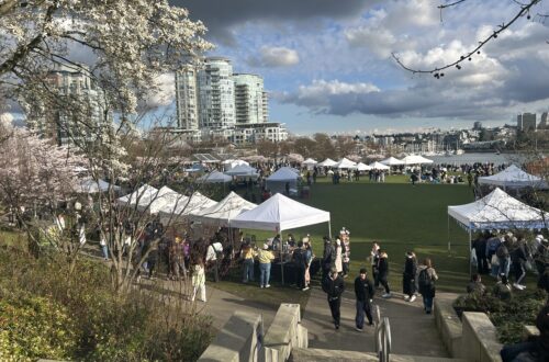 2026 밴쿠버 벚꽃 축제 개막 David Lam Park