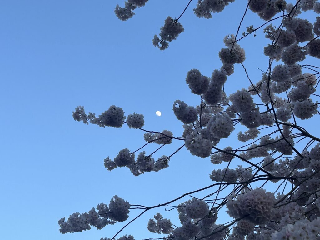 밴쿠버 벚꽃 축제의 달