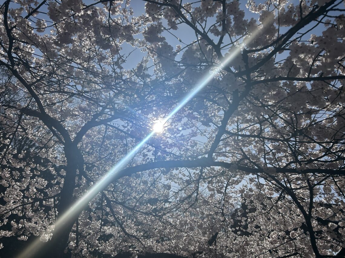 봄날 벚꽃잎에 갖힌 태양, 그러나 광선은 그것을 뚫다!
