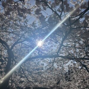 봄날 벚꽃잎에 갖힌 태양, 그러나 광선은 그것을 뚫다!