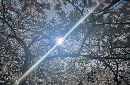 봄날 벚꽃잎에 갖힌 태양, 그러나 광선은 그것을 뚫다!