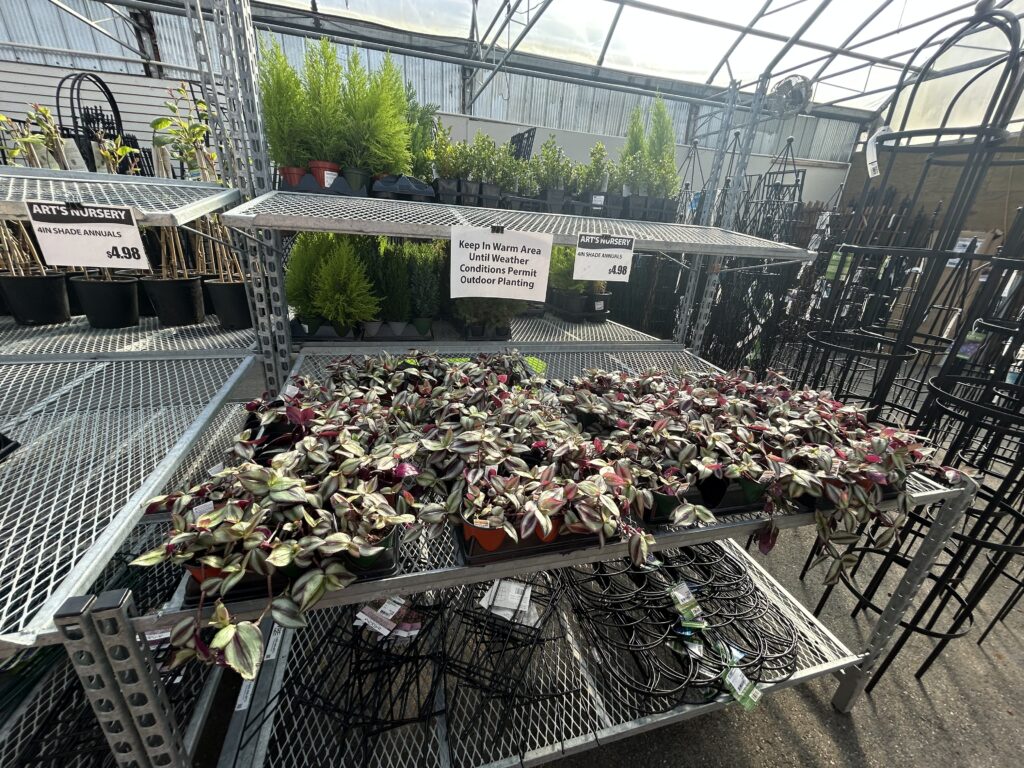 Art's Nursery 4.99불 식물들