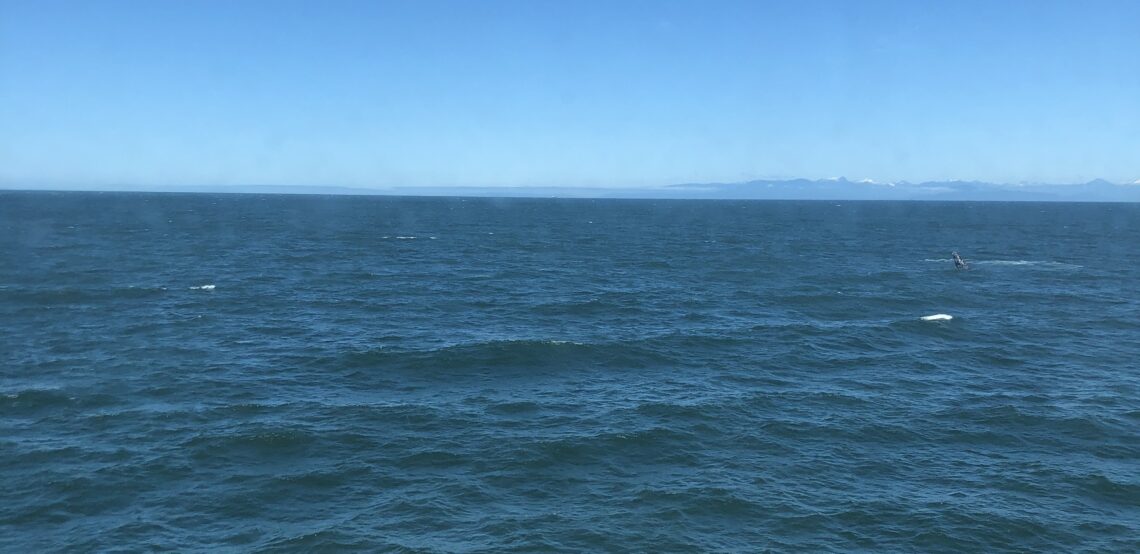 빅토리아에서 돌아오는 페리에서 본 고래