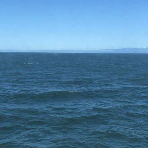 빅토리아에서 돌아오는 페리에서 본 고래