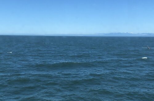 빅토리아에서 돌아오는 페리에서 본 고래