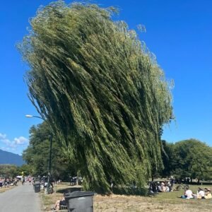 바다를 향해 튀어 오르는 나무, 키칠라노 비치(Kitsilano Beach)