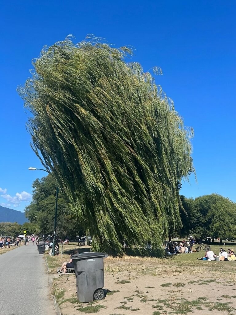 바다를 향해 튀어 오르는 나무, 키칠라노 비치(Kitsilano Beach)